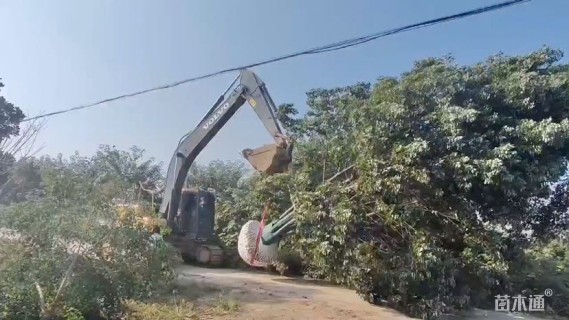 80公分(5杆)丛生香樟