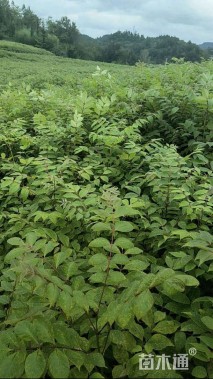 高度80厘米黄柏小苗