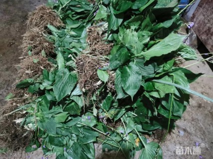 高度15厘米紫花玉簪