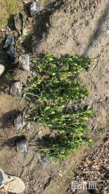 高度30厘米卫矛小苗