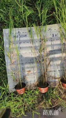 高度70厘米芦苇