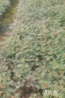 高度20厘米清香木小苗