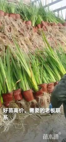 高度30厘米水生美人蕉