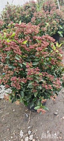 高度60厘米地中海荚蒾