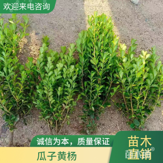 高度40厘米瓜子黄杨