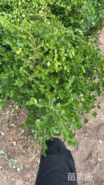 高度60厘米瓜子黄杨