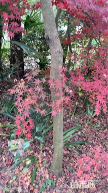 高度100厘米映山红