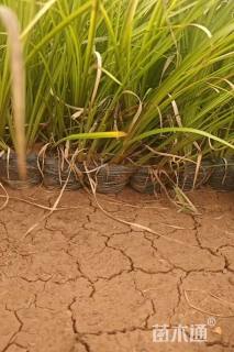 高度40厘米花叶菖蒲