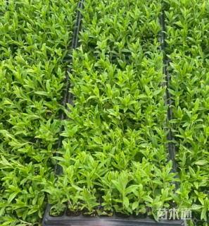 高度35厘米吊钟柳