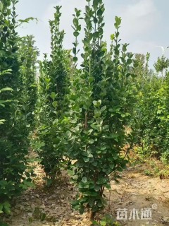 高度250厘米北海道黄杨