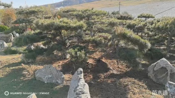 30公分造型黑松