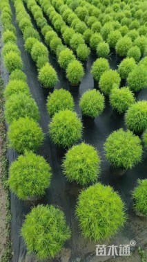 高度25厘米地肤