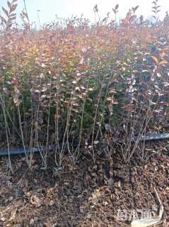 冠幅35厘米金叶女贞球