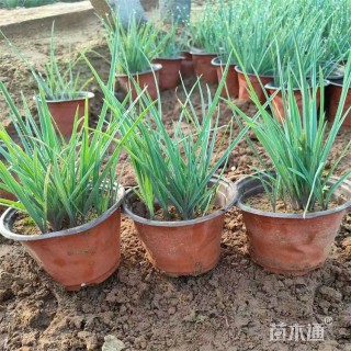 高度17厘米紫露草