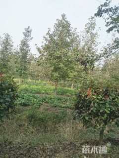 13公分北美枫香