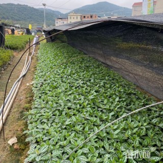 高度15厘米冷水花