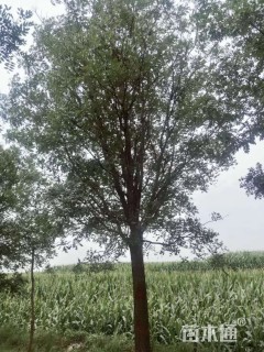 22公分国槐