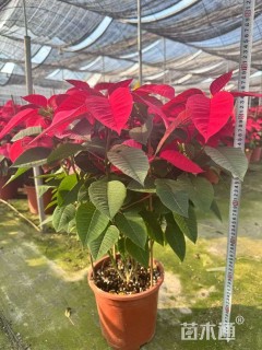 高度35厘米一品红