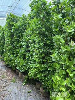 高度180厘米火山榕