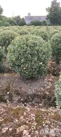 冠幅120厘米金边黄杨球