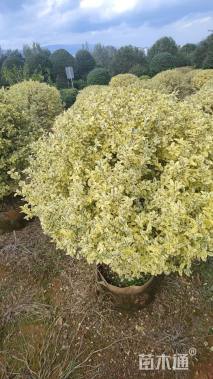 高度100厘米金姬小蜡