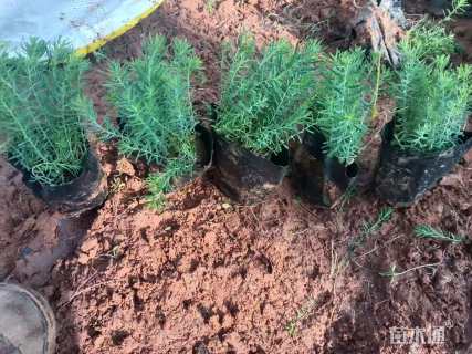 高度10厘米宿根亚麻