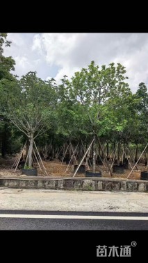 15公分红花玉蕊