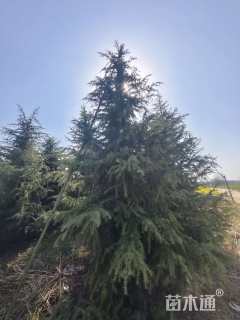 高度600厘米雪松