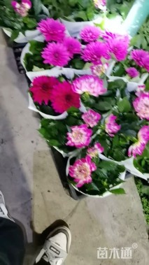 高度30厘米小丽花