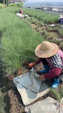 高度50厘米粉黛乱子草