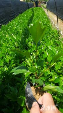 高度22厘米朱槿