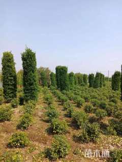 高度120厘米大叶黄杨柱