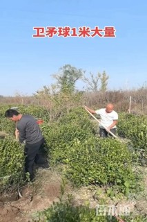 高度100厘米嫁接卫矛球