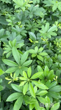 高度30厘米鸭脚木