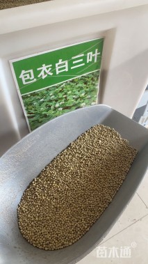 黑麦草