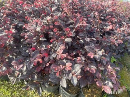 高度20厘米红花继木