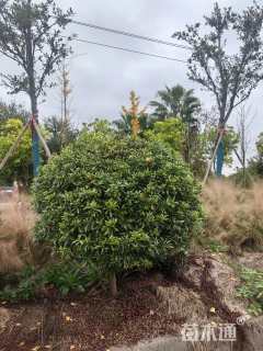 高度150厘米蜡杨梅