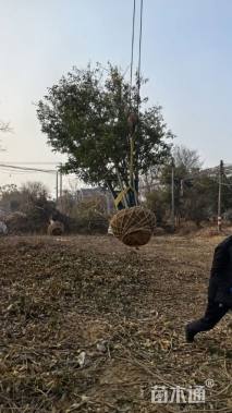 20公分丛生香橼