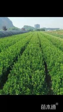 高度60厘米大叶黄杨