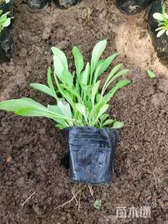 高度10厘米金鸡菊