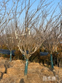 15公分日本早樱