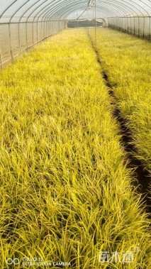 高度20厘米金叶菖蒲