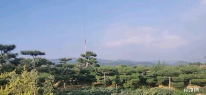 20公分造型油松