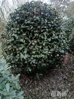 冠幅180厘米山茶花球