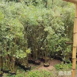 容器苗观音竹