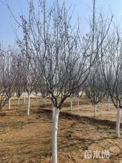 高度210厘米当娜海棠