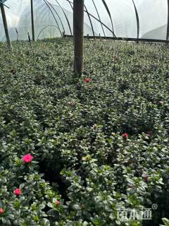 高度25厘米西洋鹃