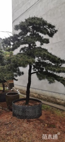 造型五针松