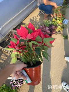 高度25厘米一品红