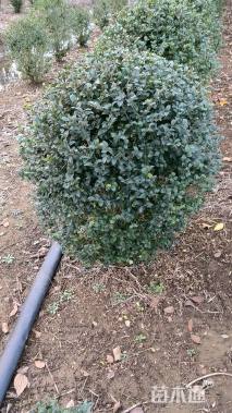 冠幅80厘米小叶女贞球